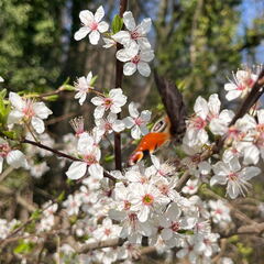 E1D410CC-3F2F-43D7-938F-66422027C298-22244-000004E0F2AEE356